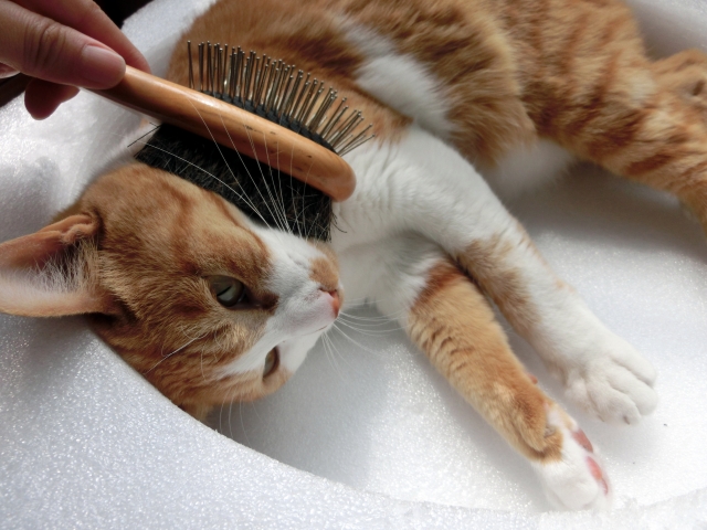 猫の抜け毛対策はぬるま湯で揺さぶれ？お部屋の掃除方法のコツ
