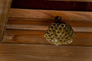 蜂の巣