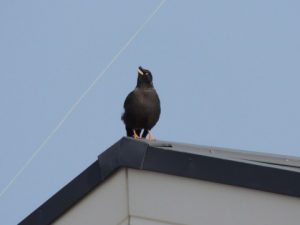 近所のヘンな鳥ハッカチョウ
