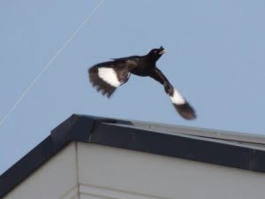 近所のヘンな鳥ハッカチョウ