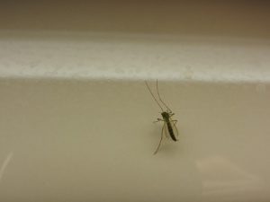 蚊の離陸方法